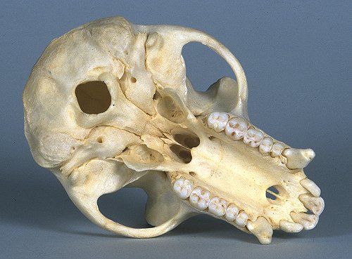 カニクイザル（Crab-eating Macaque） ♂　頭骨 Crab-eating Macaque Monkey Skull - SkeletonsAndSkulls