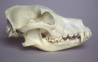 alsatian dog skull