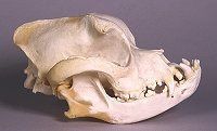 boxer dog skull