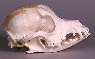 chinese crested dog skull