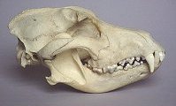 greenland dog skull