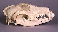 greyhound dog skull