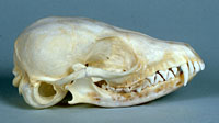 fennec skull
