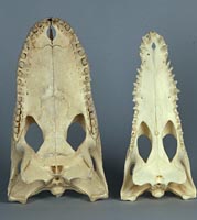 alligator & crocodile skulls