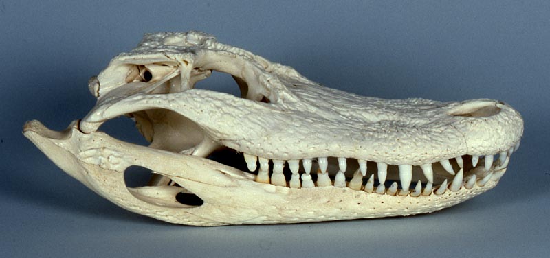 american alligator skull