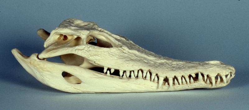 crocodile skull