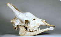 giraffe skull
