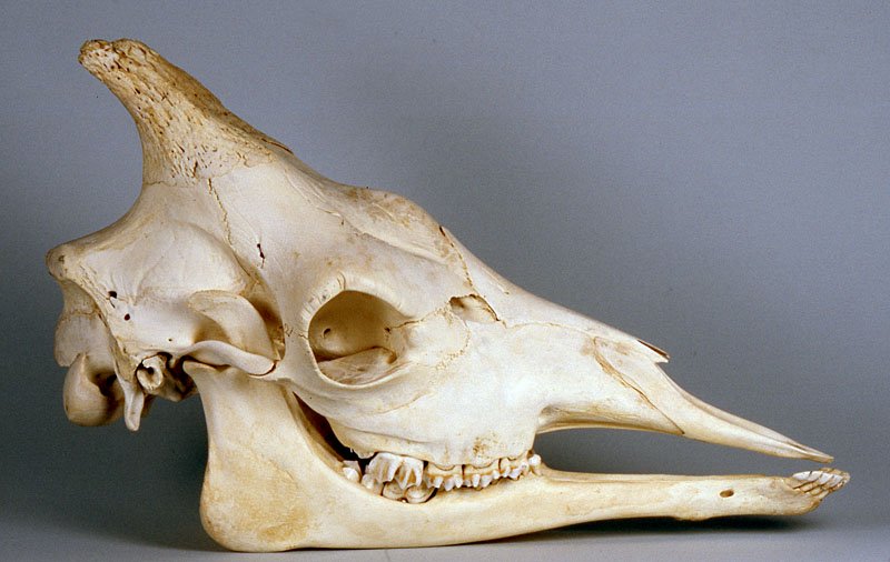 female giraffe skull