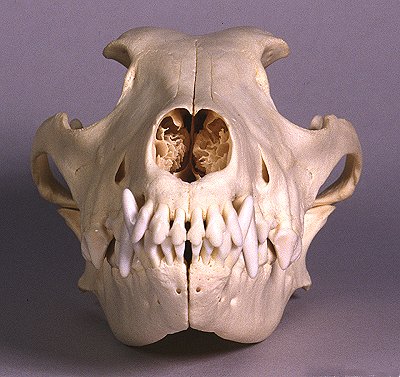 http://www.skullsite.co.uk/Grhnd/grhnd_ant.jpg