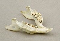 Cavia porcellus lower jaw