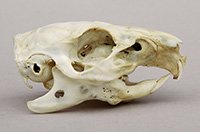 Guinea pig skull lateral view
