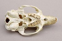 Cavia porcellus skull ventral view