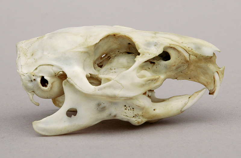 guineapig skull