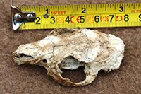 Cavia porcellus skull