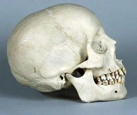 human skull