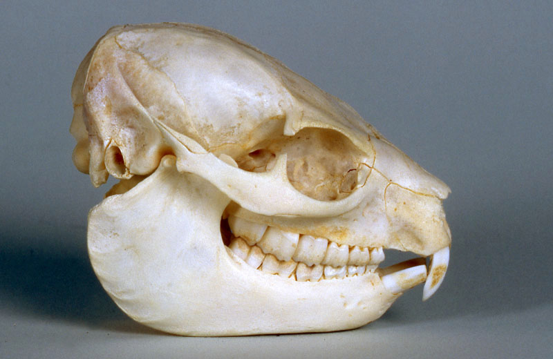 Rock Hyrax skull, lateral view
