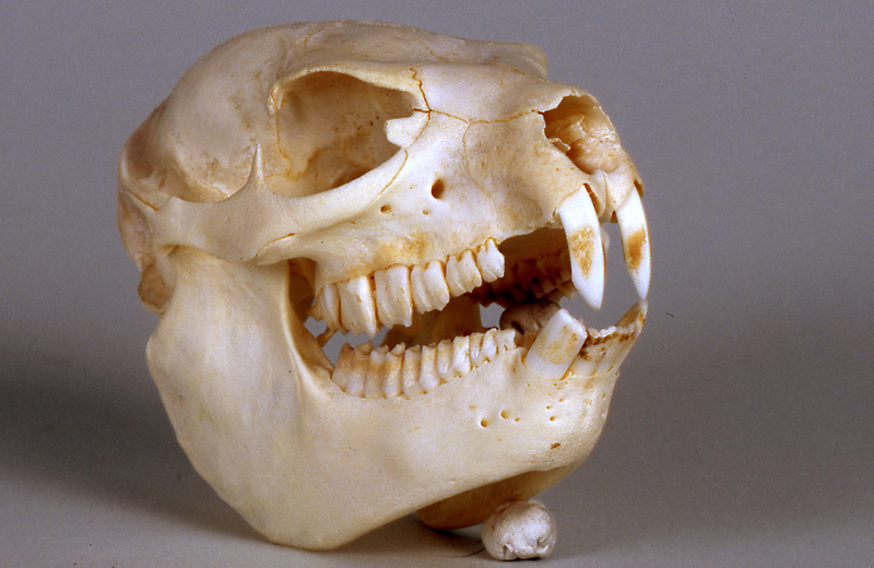 Rock Hyrax skull, oblique view