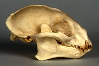 kinkajou skull