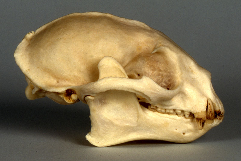 kinkajou skull