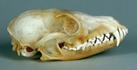 kit fox skull
