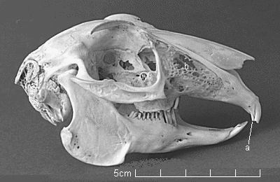 lagomorph hare skulls skull lagomorpha skullsite lagomorphs incisors extra brown