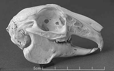 rabbit skull lateral lagomorph skulls