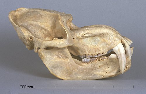 Mandrill Skeleton