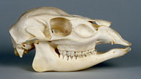 muntjac deer skull