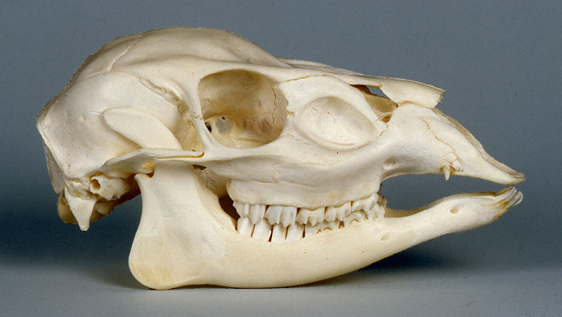 Will's Skull Page - Chinese Muntjac Deer skull (female)