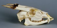 muntjac deer skull