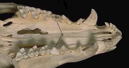 opossum teeth