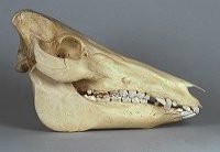 wild boar hybrid pig skull