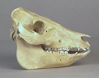 domestic pig skull