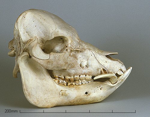 Will's Skull Page - Vietnamese Pig Skull