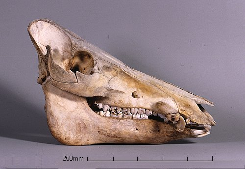 Boar Skull