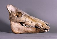 wild boar skull