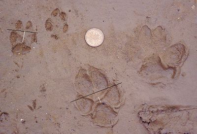 fox and dog footprints compared