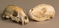 raccoon skull