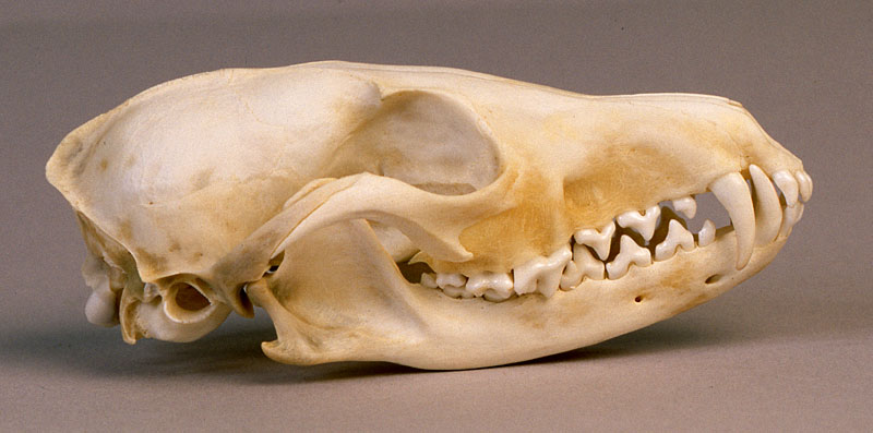 red fox skull