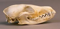 red fox skull