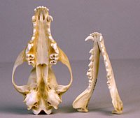 red fox skull