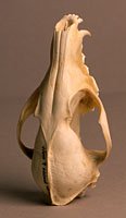 red fox skull