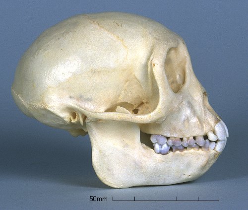 rhesus