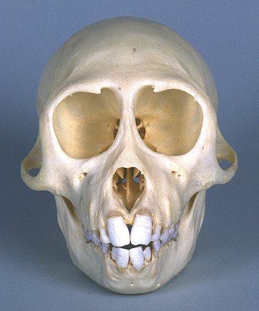 Rhesus Monkey Skull
