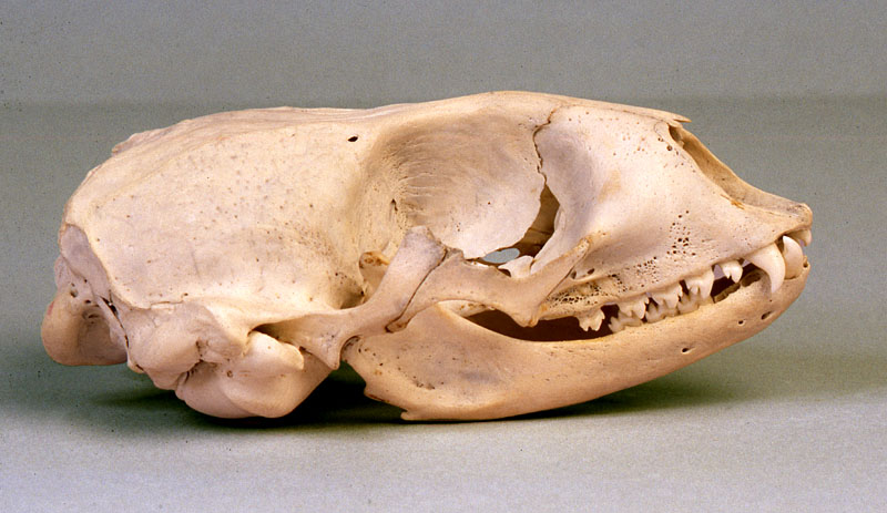 ringed seal skull lateral view 