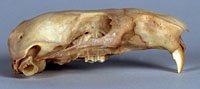 mountain beaver skull