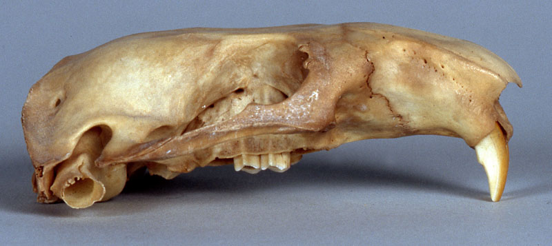 mountain beaver skull