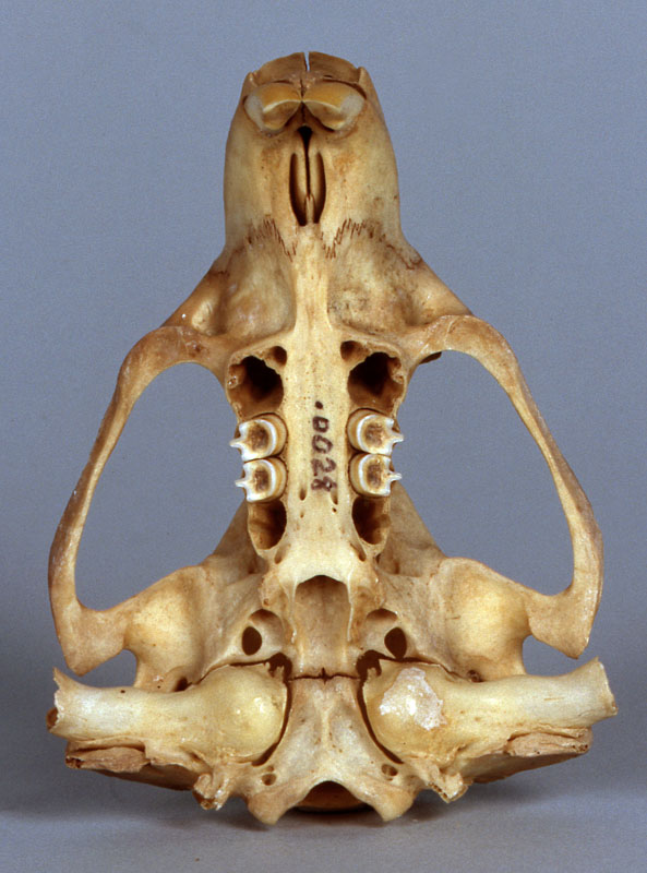 mountain beaver skull