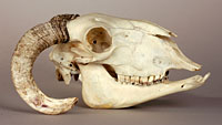 sheep skull