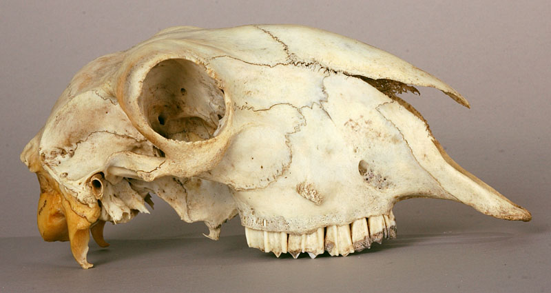 hornless sheep skull